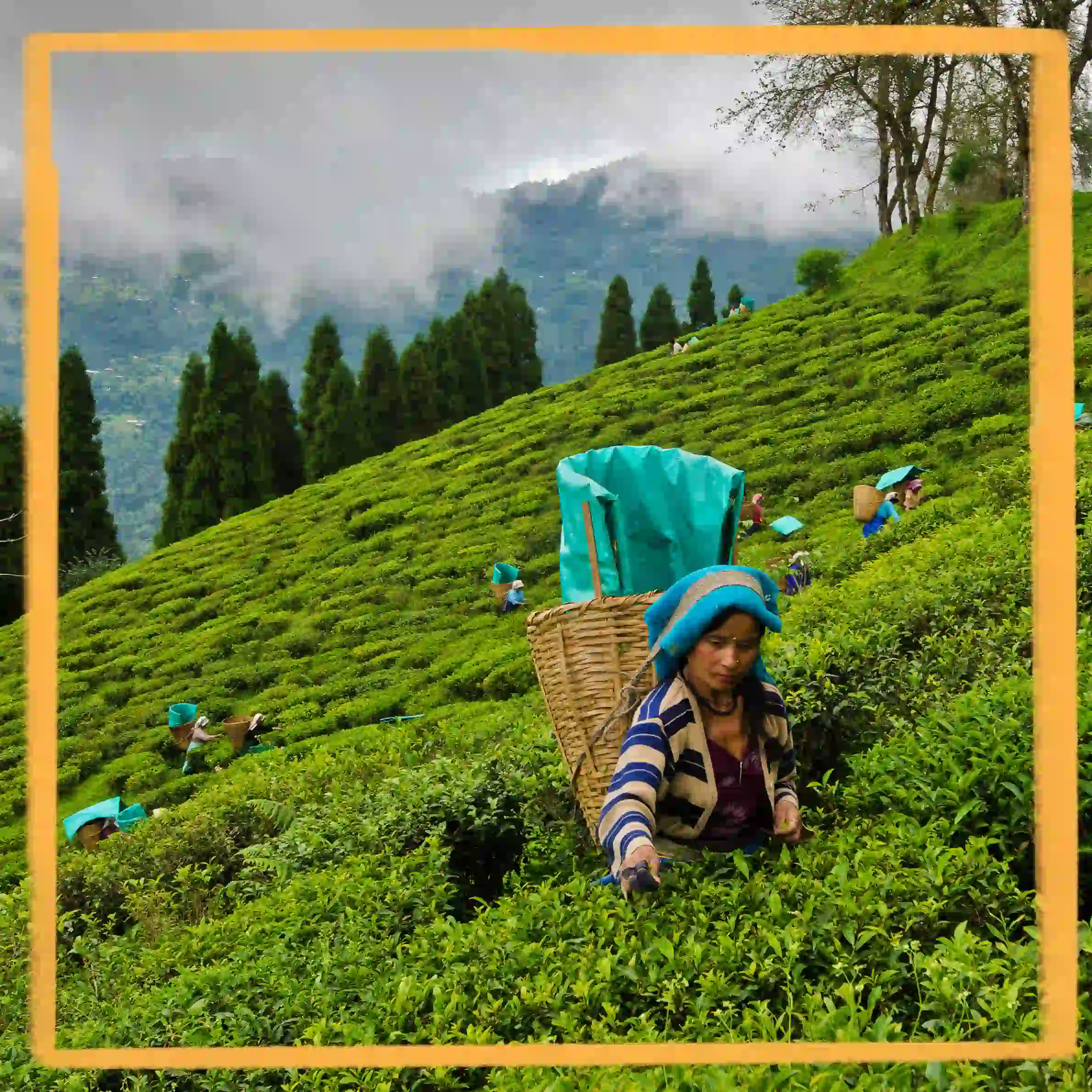 Tea Estate Stays